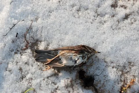 Dead bird in snow Stock Photos