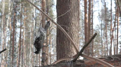 Dead bird in a trap Stock Footage 36970790