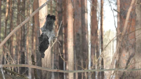 Dead bird trapped Stock Footage 36970889