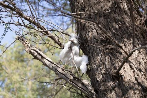 A dead bird in a tree Stock Photos
