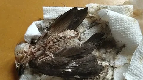 Dead bird on white tissue Stock Footage 238607229