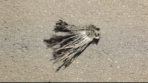 Dead bird wind on the asphalt Stock Footage 5500555