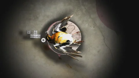 Dead Birdies Stock Footage 942753