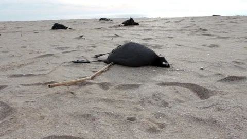 Dead birds on the beach Vidéo 72334005