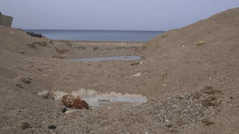 Dead birds on beaches. Pollution Video stock 305243387