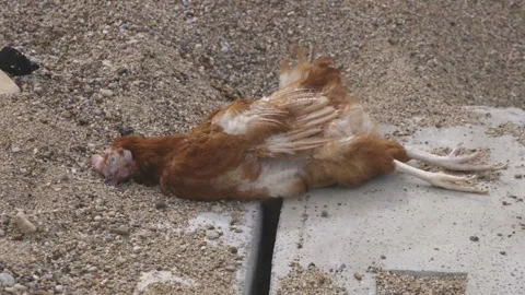 Dead birds on beaches. Pollution Stock-Footage 305243389