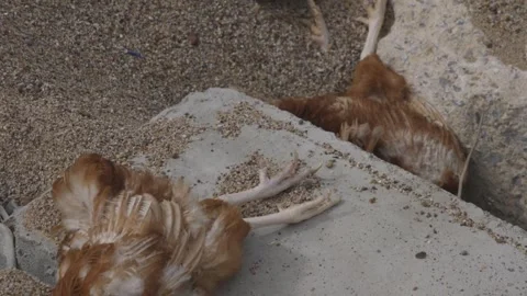 Dead birds on beaches. Pollution Video stock 305243421