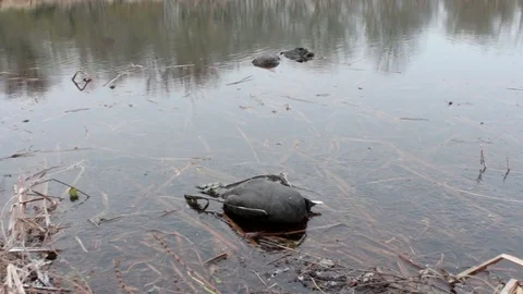 Dead birds in lake Vidéo 71901871