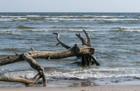 Dead bizarre trees in the shallow waters of Cape Kolka, Baltic Sea in Latvia. Stock Photos