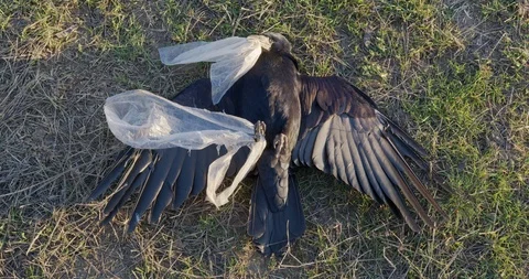 Dead black crow tangled in plastic bag. Environmental disaster. The human impact Stock Footage 126231654