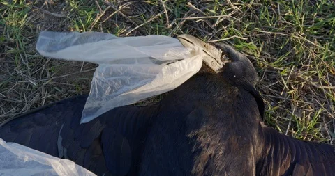 Dead black crow, which lies in the dry grass with plastic bag in its beak. Stock Footage 126231961