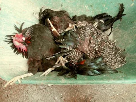 Dead black hens Stockfoto's
