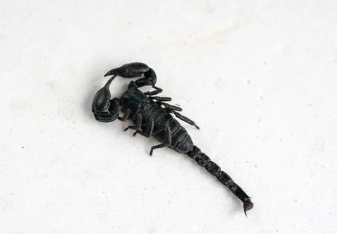 Dead black scorpion with ants crawling on its body on a white foam surface,.. Stock Photos