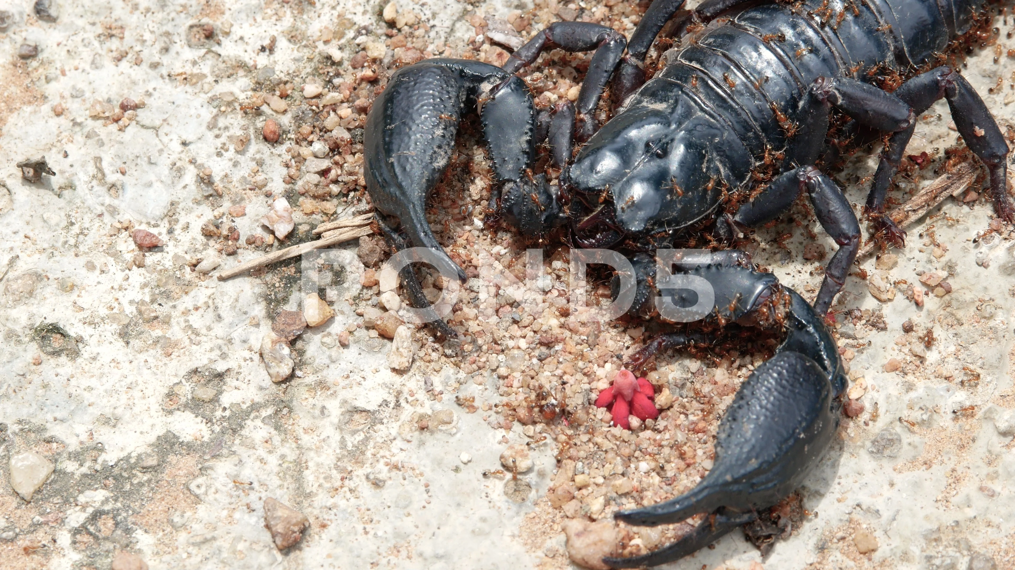 The dead black scorpion was on the groun... | Stock Video | Pond5