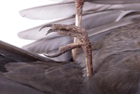 Dead blackbird isolated, selective focus on leg Stock Photos