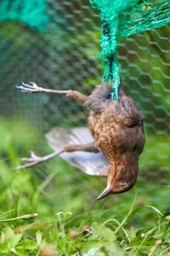 Dead blackbird tangled in the plastic protective net Stock Photos