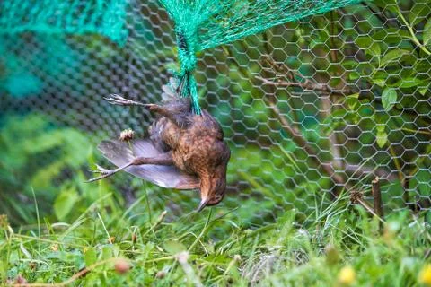 Dead blackbird tangled in the plastic protective net Stock Photos