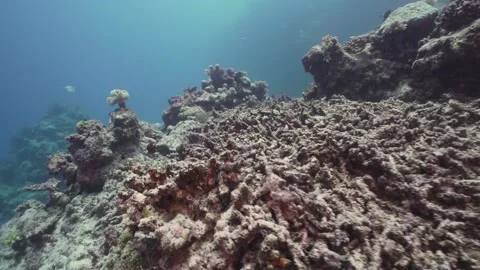 Dead Bleached Coral Reef (Coral Bleaching) Stock Footage