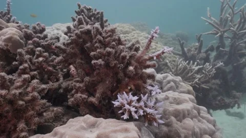 Dead Bleached Coral Reef (Coral Bleaching) Stock Footage 151663276