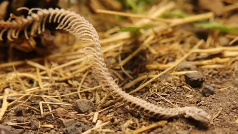 Dead blind snake. Snake skeleton detail, Head, spine, ribs. Exotic reptiles. Stock Footage 212670645