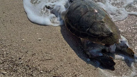 A dead, bloated Loggerhead turtle washed up on a beach. Video stock 244926364