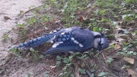 Dead Blue jay Bird in grass, with flies crawling, global warming concept Vídeos de archivo 138417212