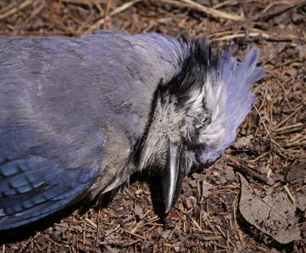 Dead Blue Jay Face Stock Photos