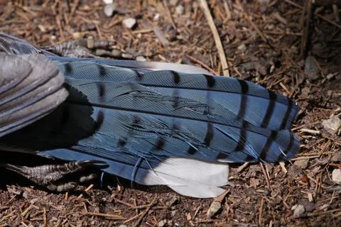 Dead blue jay tail feathers Stock Photos