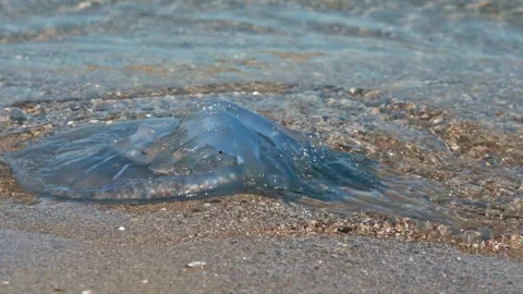Dead Blue Jellyfish Washed Ashore on Polluted Beach 動画素材 345752360