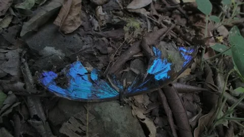 Dead blue morpho butterfly lies on forest floor Stock Footage 263618484