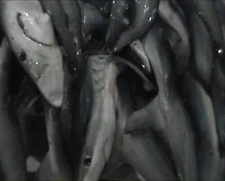 Dead Blue Sharks On Pallets. CU Pan. Vigo Fish Market 스톡 동영상 10600987