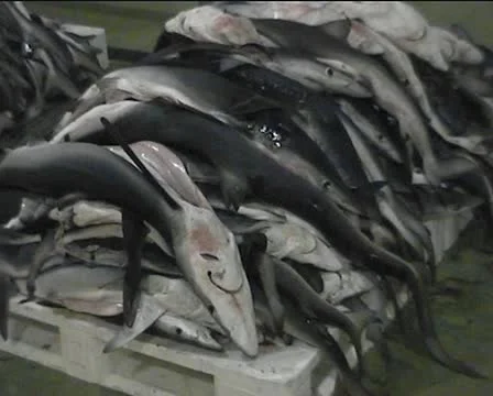 Dead Blue Sharks On Pallets. Vigo Fish Market 스톡 동영상 10600985