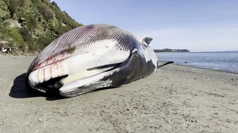 Dead Blue whale on sandy beach under green cliff by the sea Stock Footage 247995771