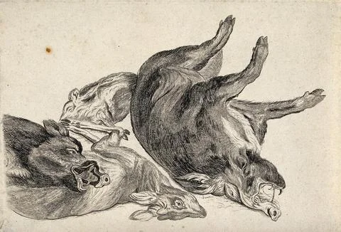 Dead boars and a dead deer. Etching attributed to James Ward, ca. 1794. Stock Illustration