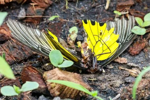 Dead body of birdwing butterfly. Stock Photos