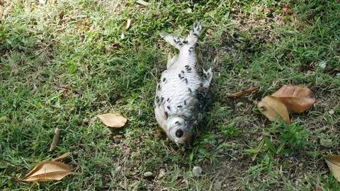 The dead body of the fish on the grass of the park Stock Footage 113298943