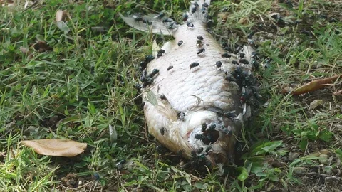 The dead body of the fish on the grass of the park Stock Footage 113299394