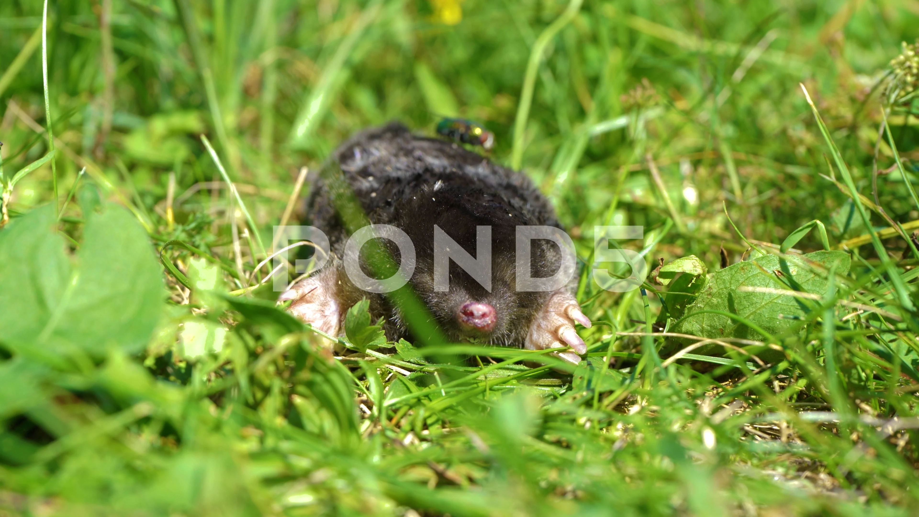 Mole Animal Stock Footage ~ Royalty Free Stock Videos | Pond5 Mole Animal Stock Footage ~ Royalty Free Stock Videos | Pond5
