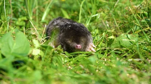 Dead body of small mole animal laying on... | Stock Video | Pond5