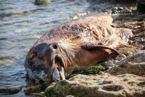 Dead bottlenose dolphin. 库存照片