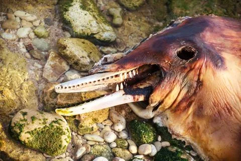 Dead bottlenose dolphin. 写真素材