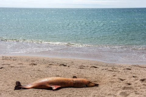Dead bottlenose dolphin. Фото
