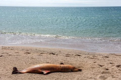 Dead Bottlenose dolphin. 스톡 사진