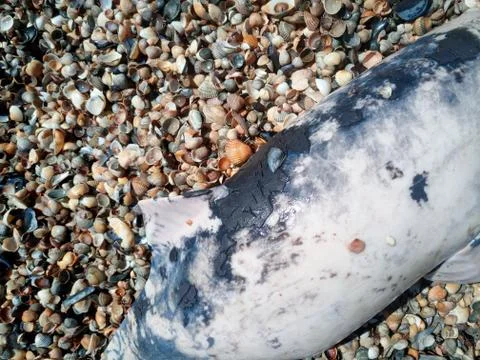 Dead bottlenose dolphin. Foto stock