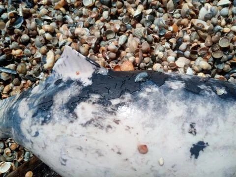 Dead bottlenose dolphin. Stock Photos