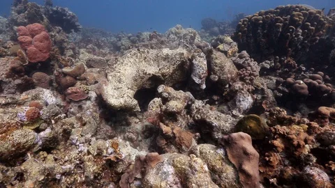 Dead brain coral climate change global warming hurricane effects Stock Footage 103717623