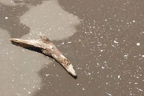 Dead Branch on the Beach Stock Photos