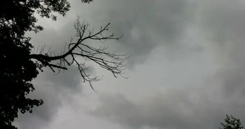 Dead Branch in Front of Storm Clouds Stock Footage 346241477