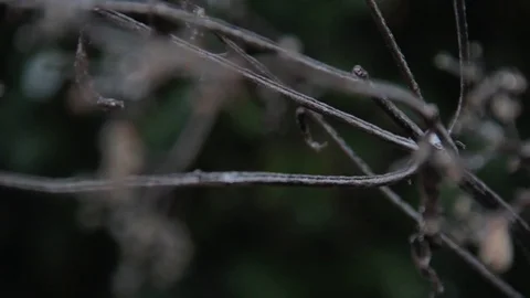 Dead branch with ice Video stock 71246770