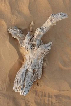 Dead branch tree with desert background Stock Photos
